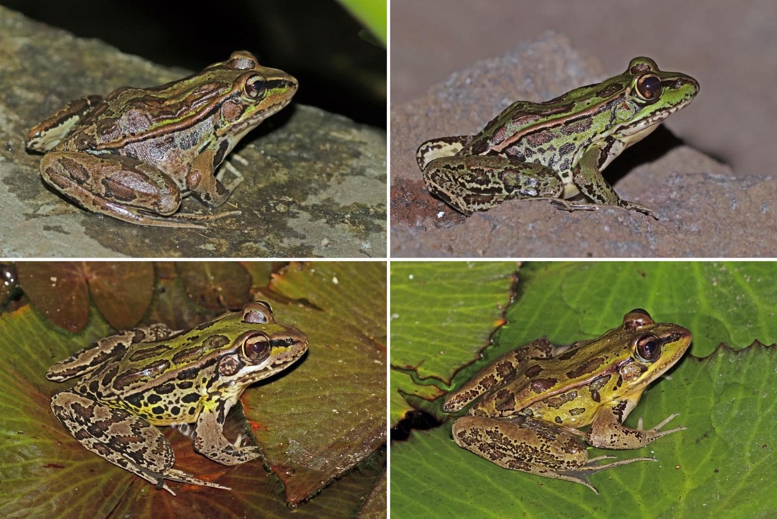 Northern Leopard Frog — 1/3