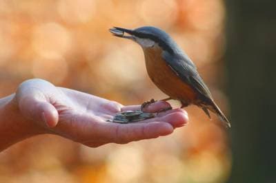 Eurasian Nuthatch