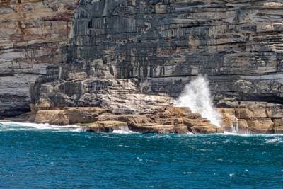 Hooker's Sea Lion