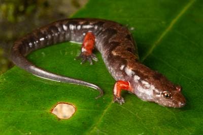Ocoee Salamander