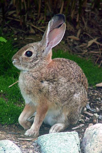Desert Cottontail