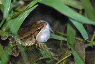 Olive Frog