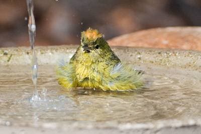 Orange-crowned Warbler
