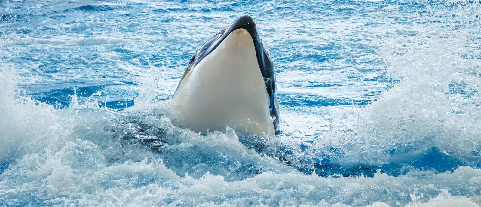 Orca — 1/3
