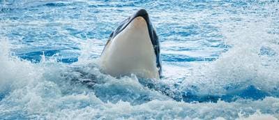 Orca