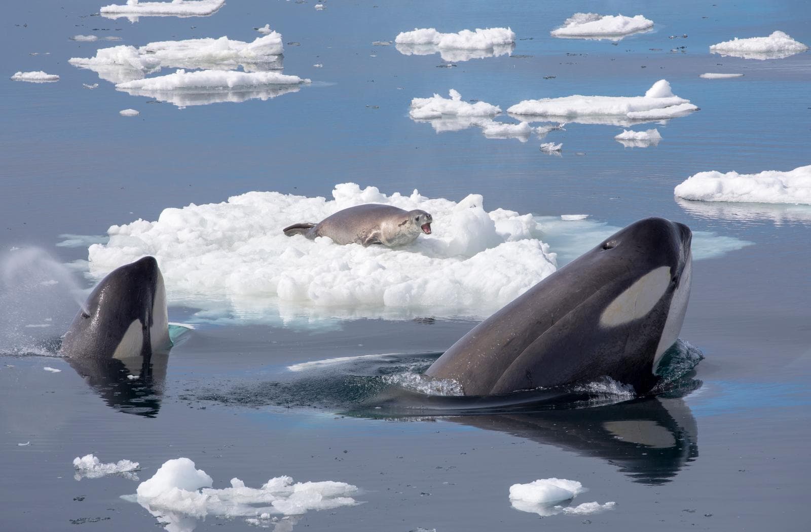 Orca — 2/3