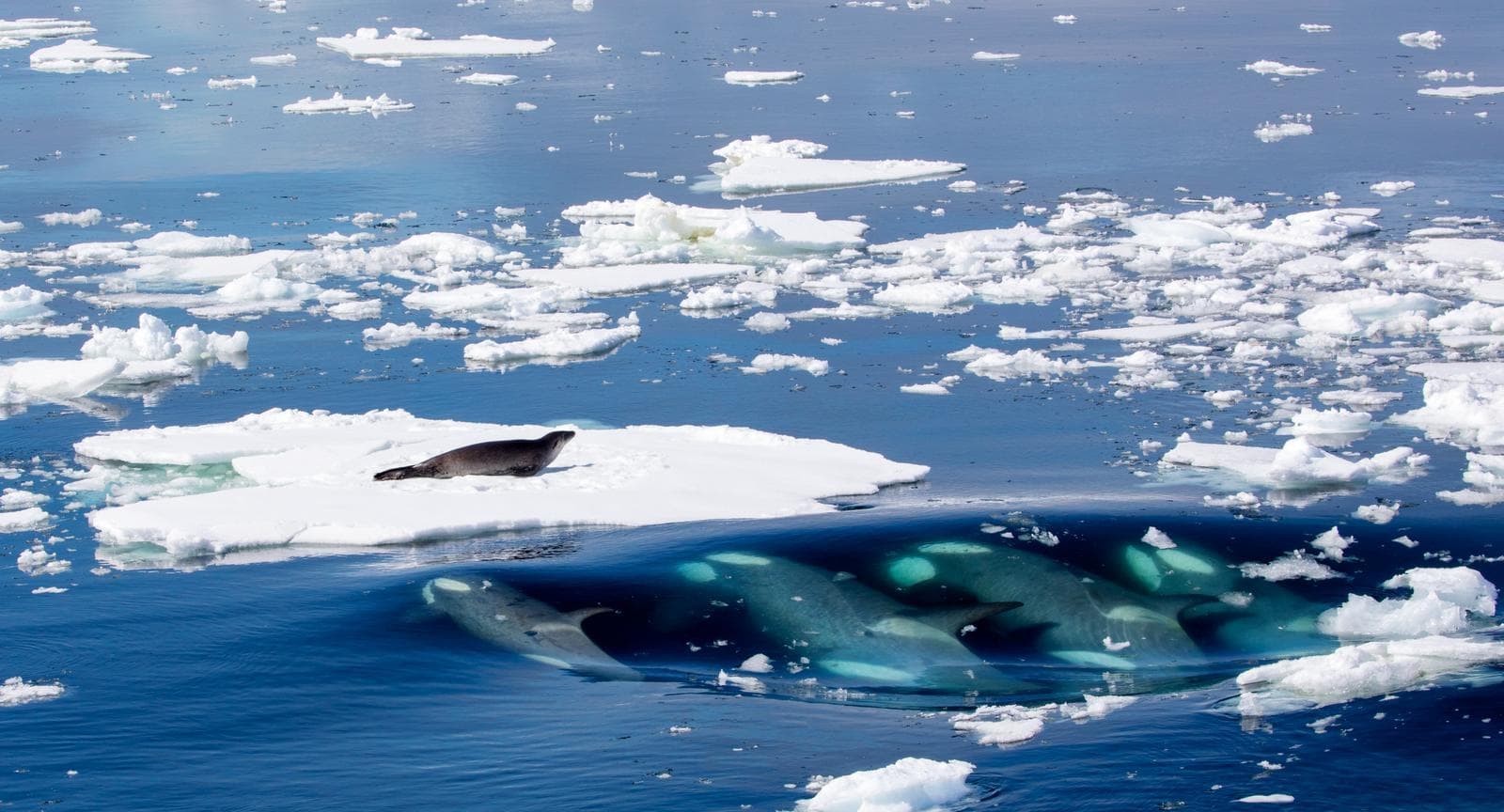 Orca — 3/3