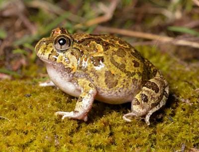 Ornate Frog