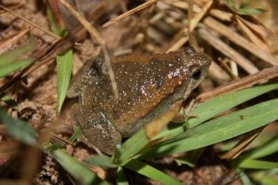 Ornate Narrow-mouthed Frog