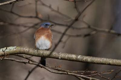 Eastern Bluebird