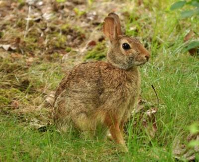 Eastern Cottontail
