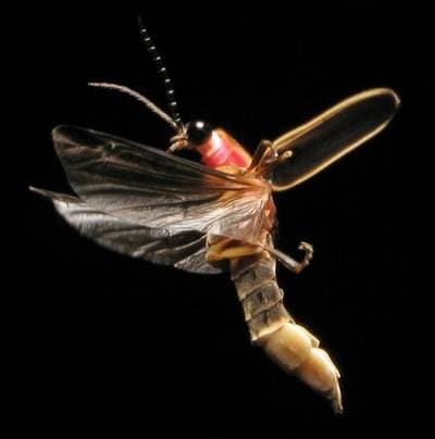 Common Eastern Firefly
