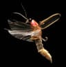 Common Eastern Firefly
