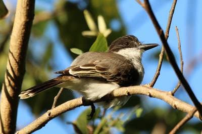 Eastern Kingbird
