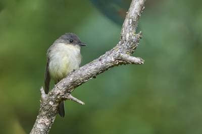 Eastern Phoebe