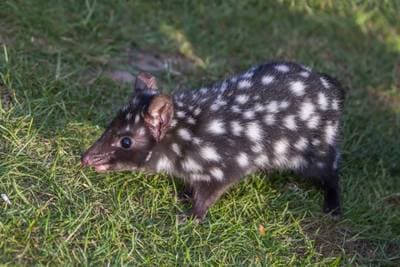 Eastern Quoll
