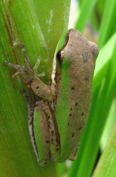 Eastern Sedgefrog