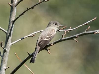 Eastern Wood Pewee