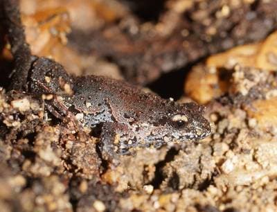 Eastern Smooth Frog