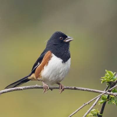 Eastern Towhee