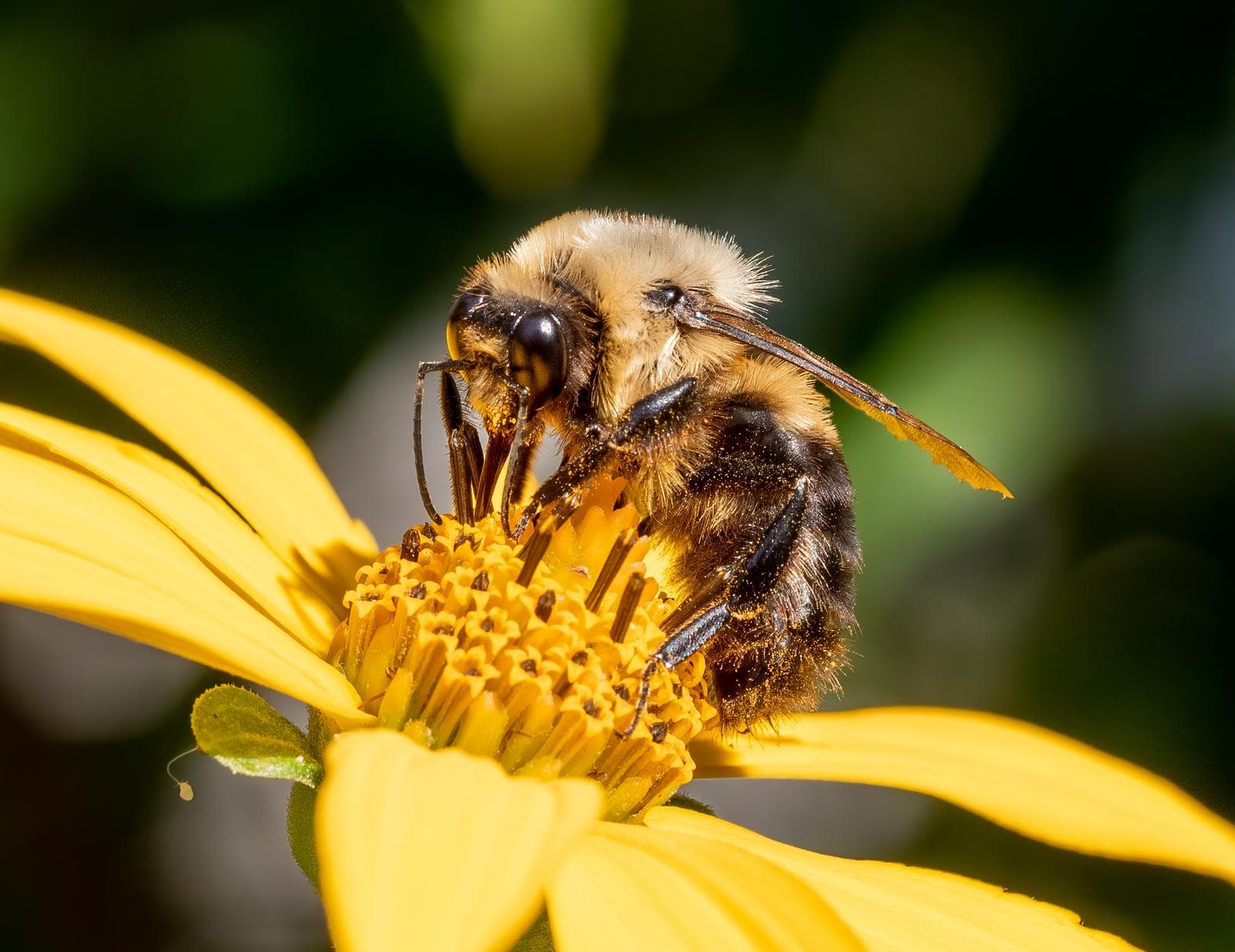 Common Eastern Bumblebee — 2/3