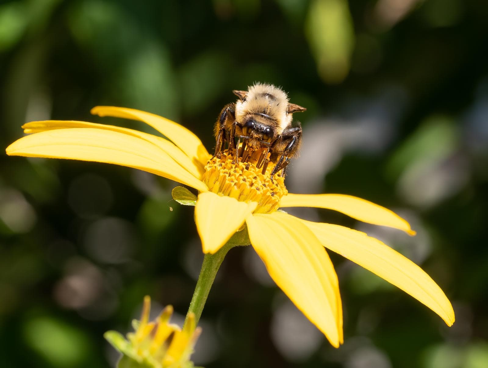 Common Eastern Bumblebee — 3/3