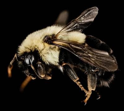 Common Eastern Bumblebee