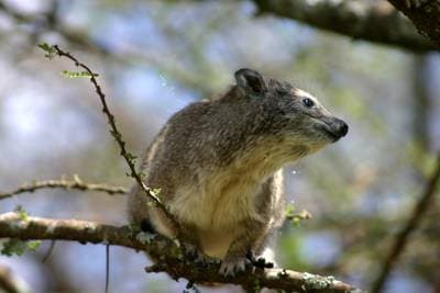 Eastern Tree Hyrax