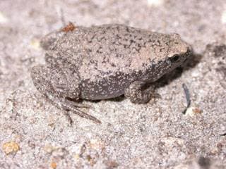 Eastern narrowmouth toad