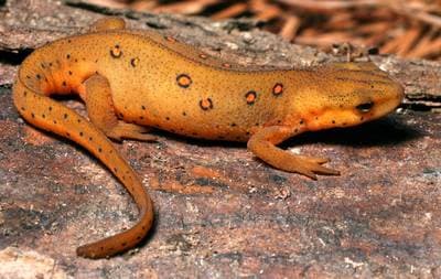 Eastern Newt
