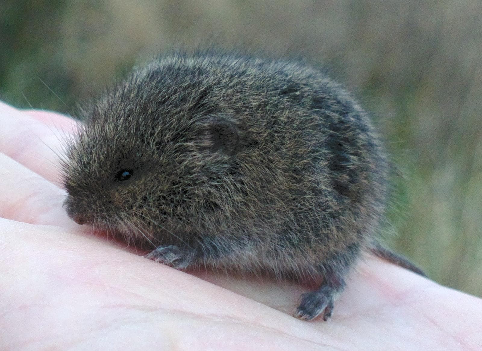 East European Vole — 2/3