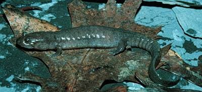 Ouachita Salamander