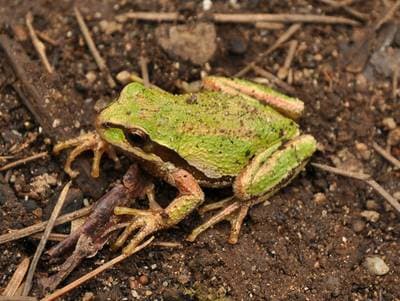 Pacific Treefrog