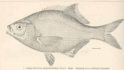 Pile Perch