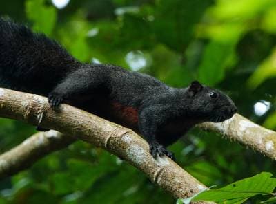 Pallas' squirrel
