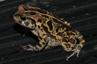Panther Toad