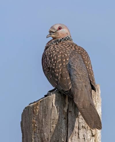 Spotted Dove