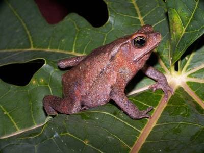 Mitred Toad