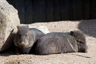 Javelina