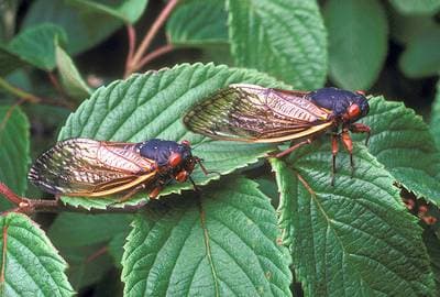 Periodical Cicada