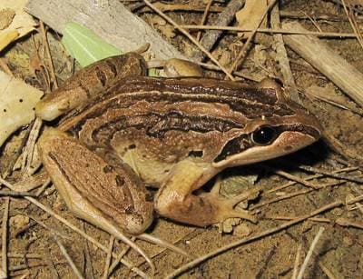 Brown Frog