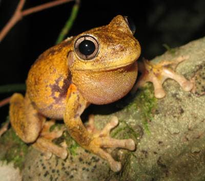 Peron's Tree Frog