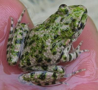 Parsley Frog