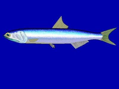 Peruvian Anchovy