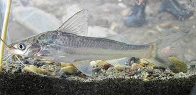 Bloch's Catfish