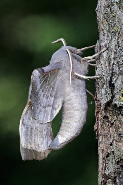 Poplar Hawkmoth