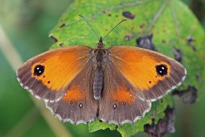 Gatekeeper