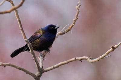 Common Grackle