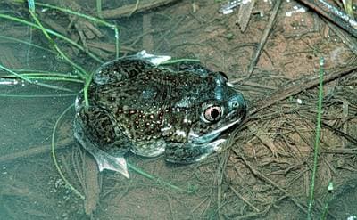 Plains Spadefoot