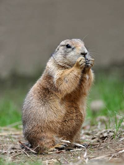 Black-tailed Prairie Dog